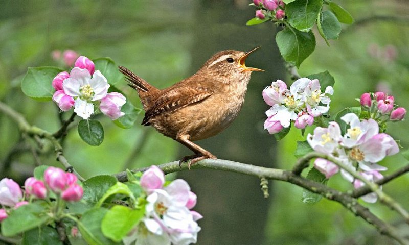 Wren: bird song and calls | Sussex Wildlife Trust